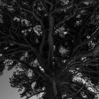 Pin en noir et blanc