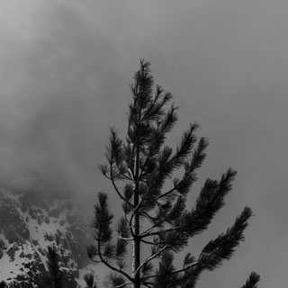 Sommet d'un sapin en noir et blanc